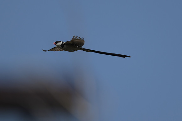Pin-tailed Whydah
