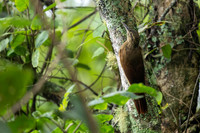 Strong-billed Woodcreeper