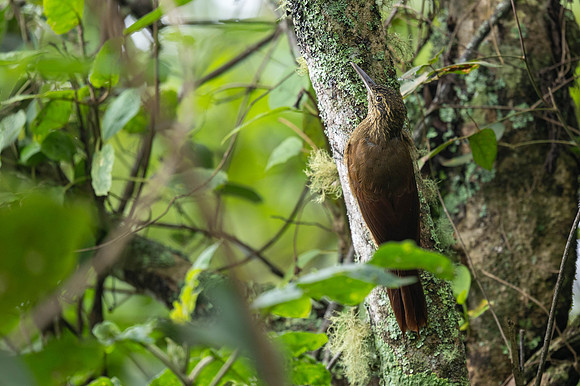 Strong-billed Woodcreeper