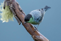 Black-capped Tanager