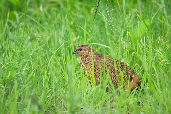 Brown Quail