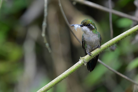 Western Emerald