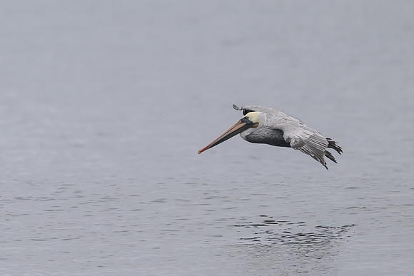 Brown Pelican