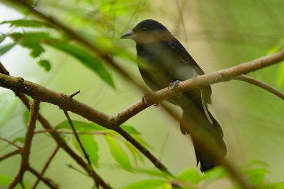 White-lined Tanager