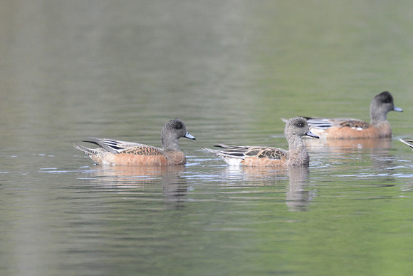 American Wigeon