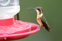 White-bellied Woodstar