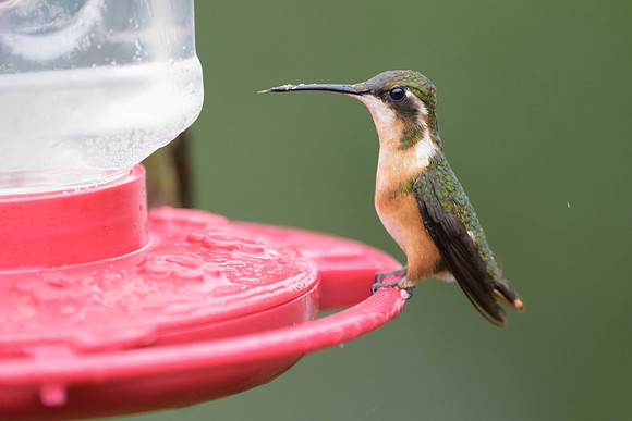 White-bellied Woodstar