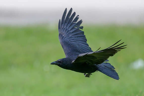 Carrion Crow