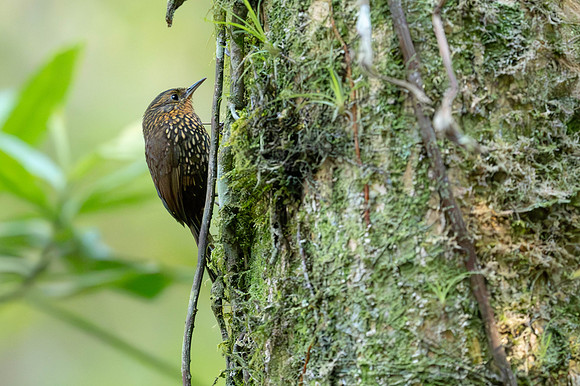 Spotted Barbtail