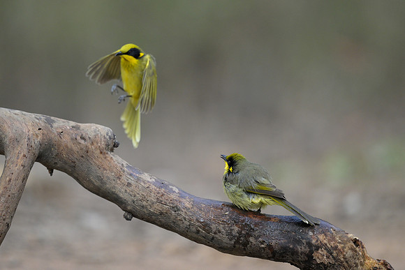 Yellow-tufted Honeyeater