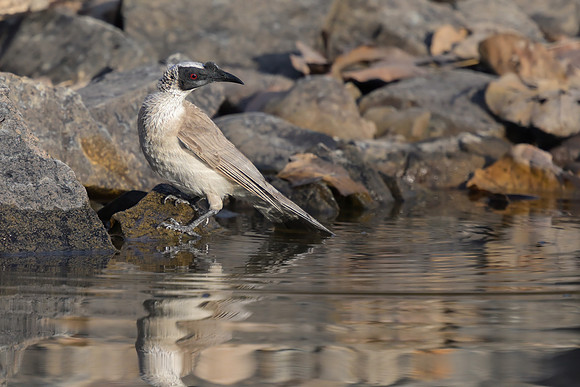 Silver-crested Friarbird