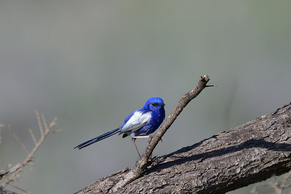 White-winged Fairywren