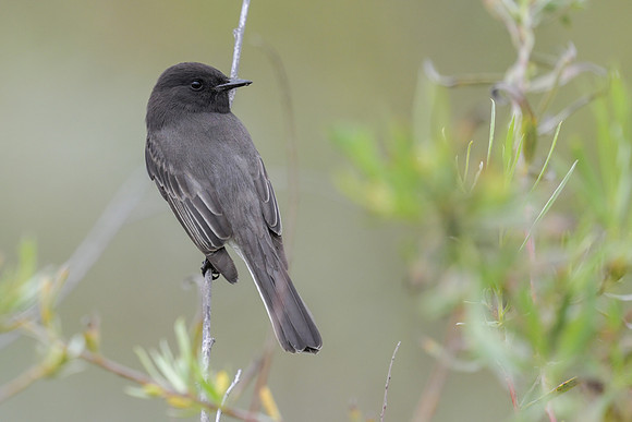 Black Phoebe
