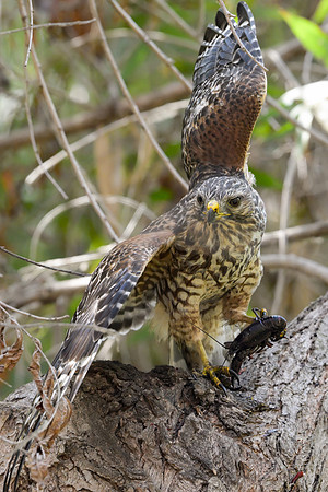 Red-shouldered Hawk