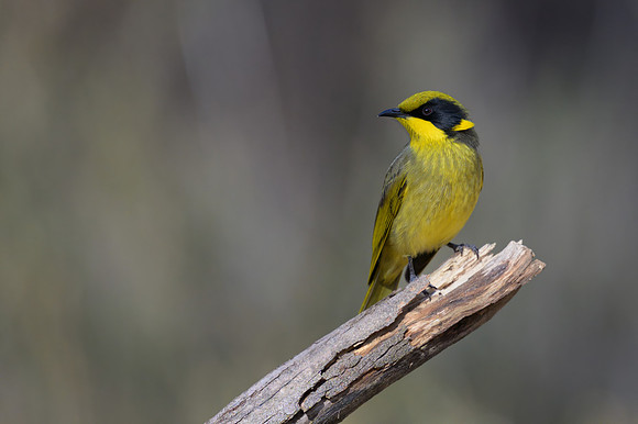 Yellow-tufted Honeyeater