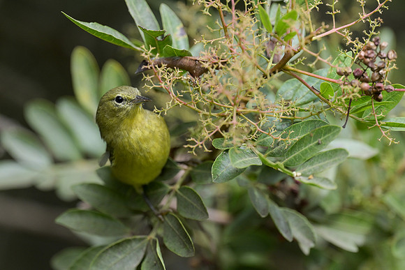 Orange-crowned Warbler