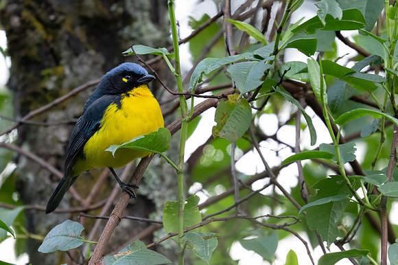 Black-cheeked Mountain Tanager