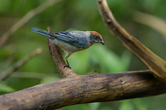 Scrub Tanager