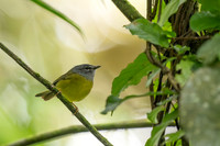 White-lored Warbler