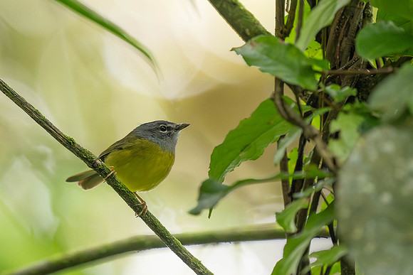 White-lored Warbler