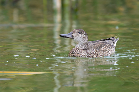 Green-winged Teal