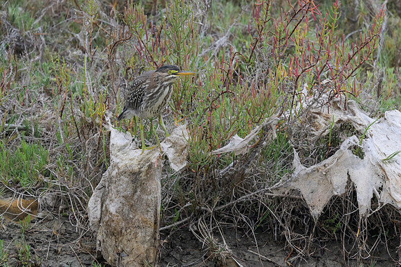 Green Heron