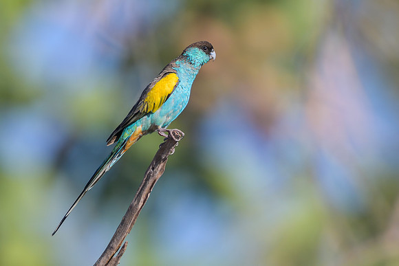 Hooded Parrot