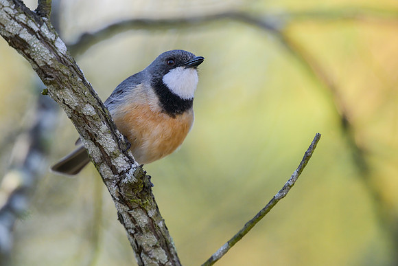 Rufous Whistler