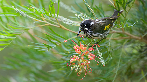 New Holland Honeyeater