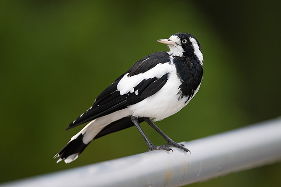 Magpie-lark