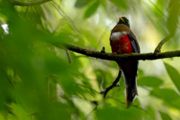 Masked Trogon