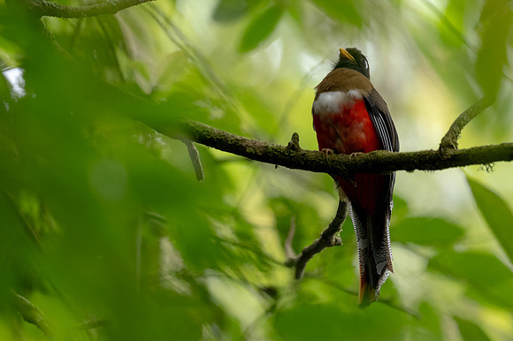 Masked Trogon
