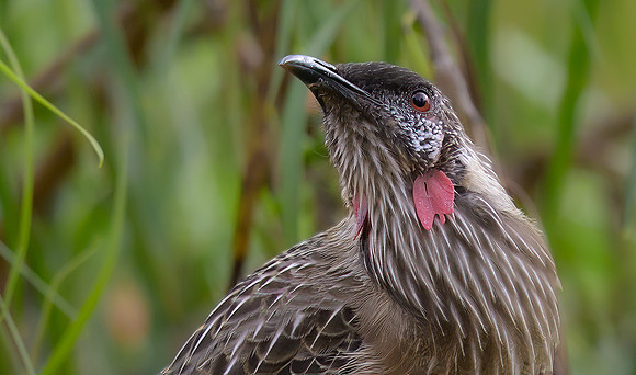 Red Wattlebird