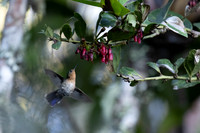 Tyrian Metaltail