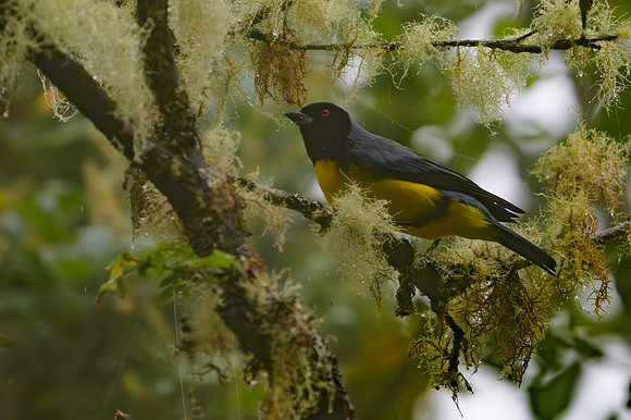 Hooded Mountain Tanager