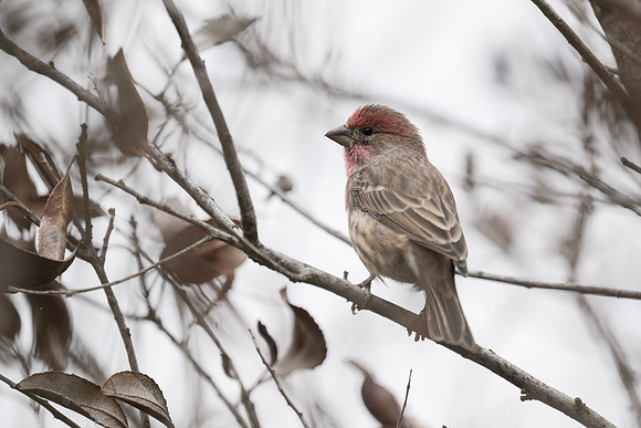 House Finch
