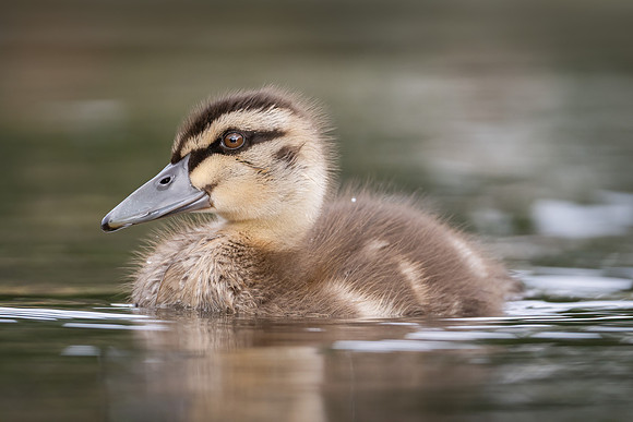 Pacific Black Duck