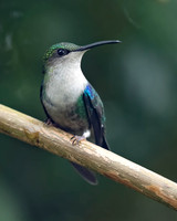 Crowned Woodnymph