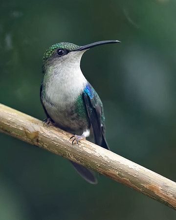 Crowned Woodnymph
