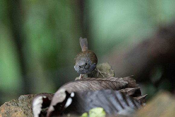 Brown-rumped Tapaculo