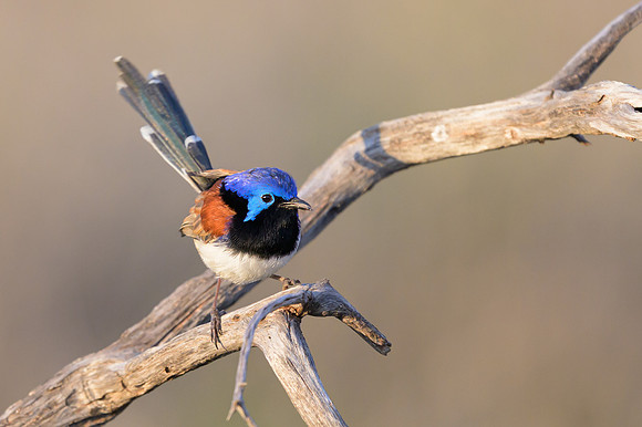 Purple-backed Fairywren
