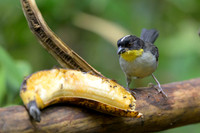 White-naped Brushfinch
