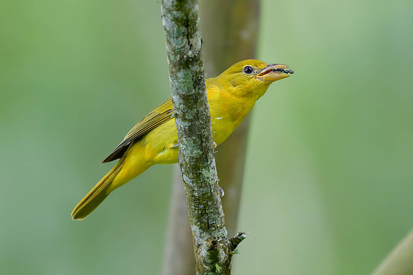 Summer Tanager