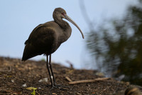 White-faced Ibis