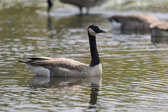 Canada Goose