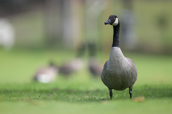 Canada Goose