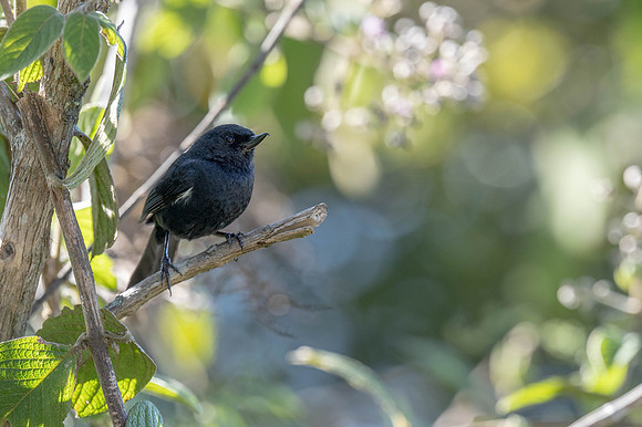 White-sided Flowepiercer