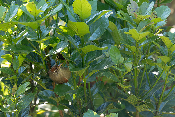 Streak-capped Spinetail