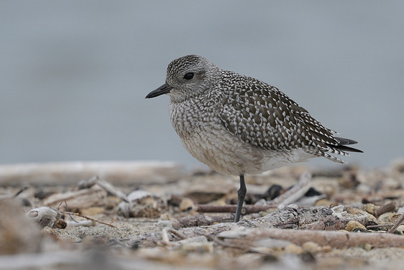 Black-bellied Plover