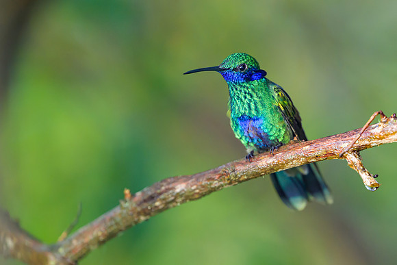 Sparkling Violetear